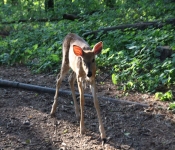 Westwood2013 Deer 028